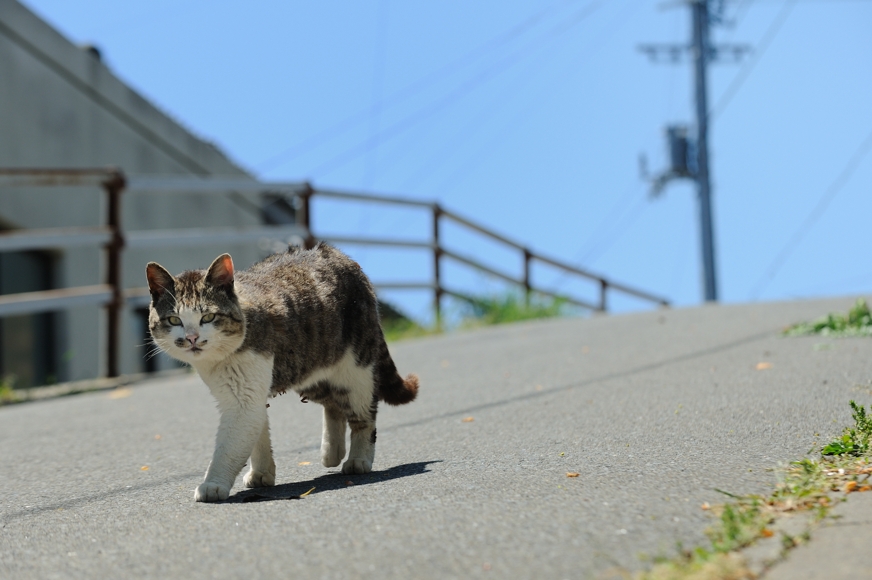 キーボードの左右キー〔← →〕で写真がスクロールします。